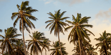 Palm trees