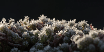 Frosted plants 