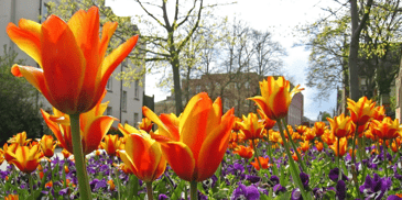 Garden with freshly bloomed flowers 