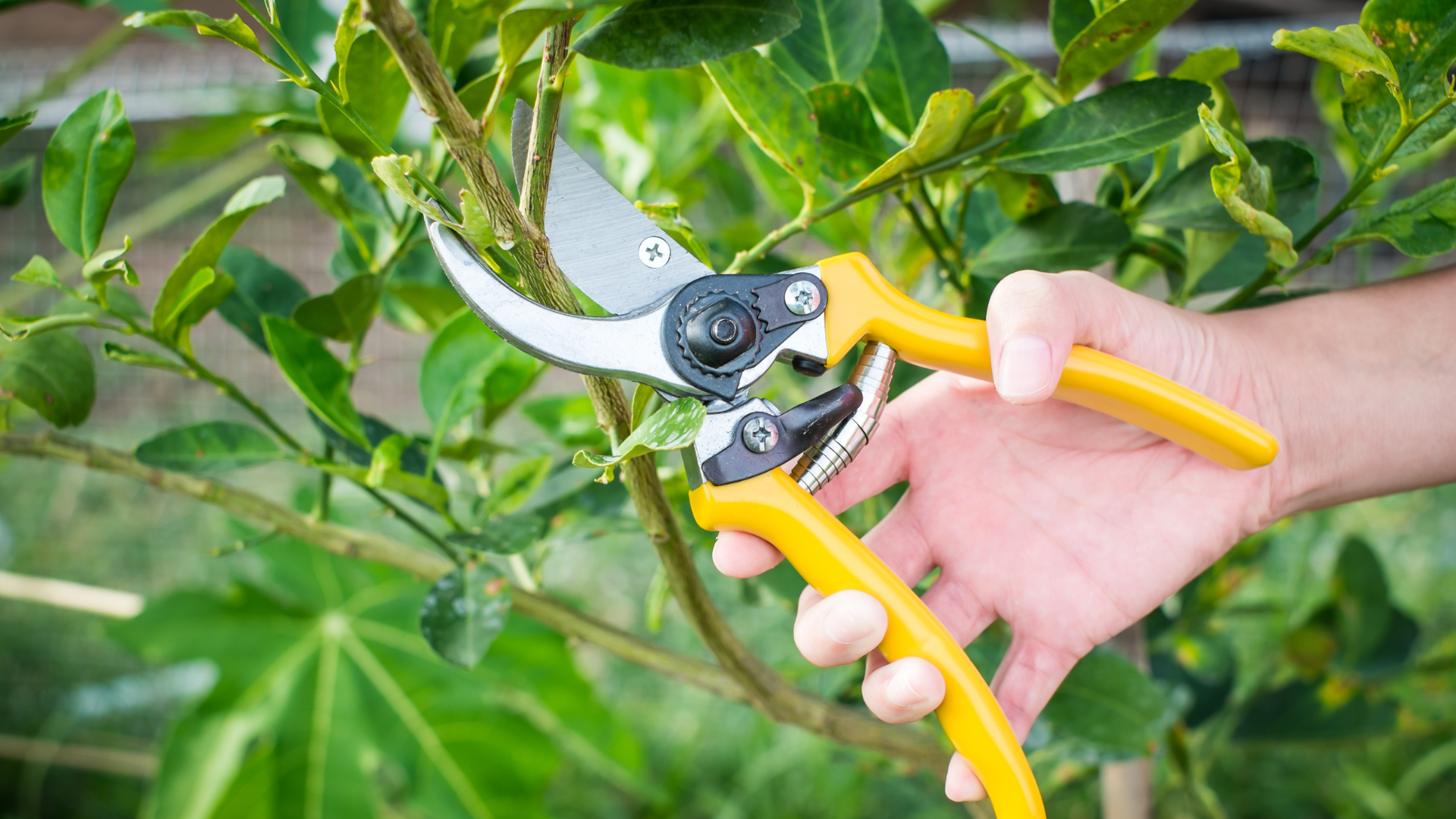 Unlocking Pruning: Its Significance, Benefits, and How to Do It Right