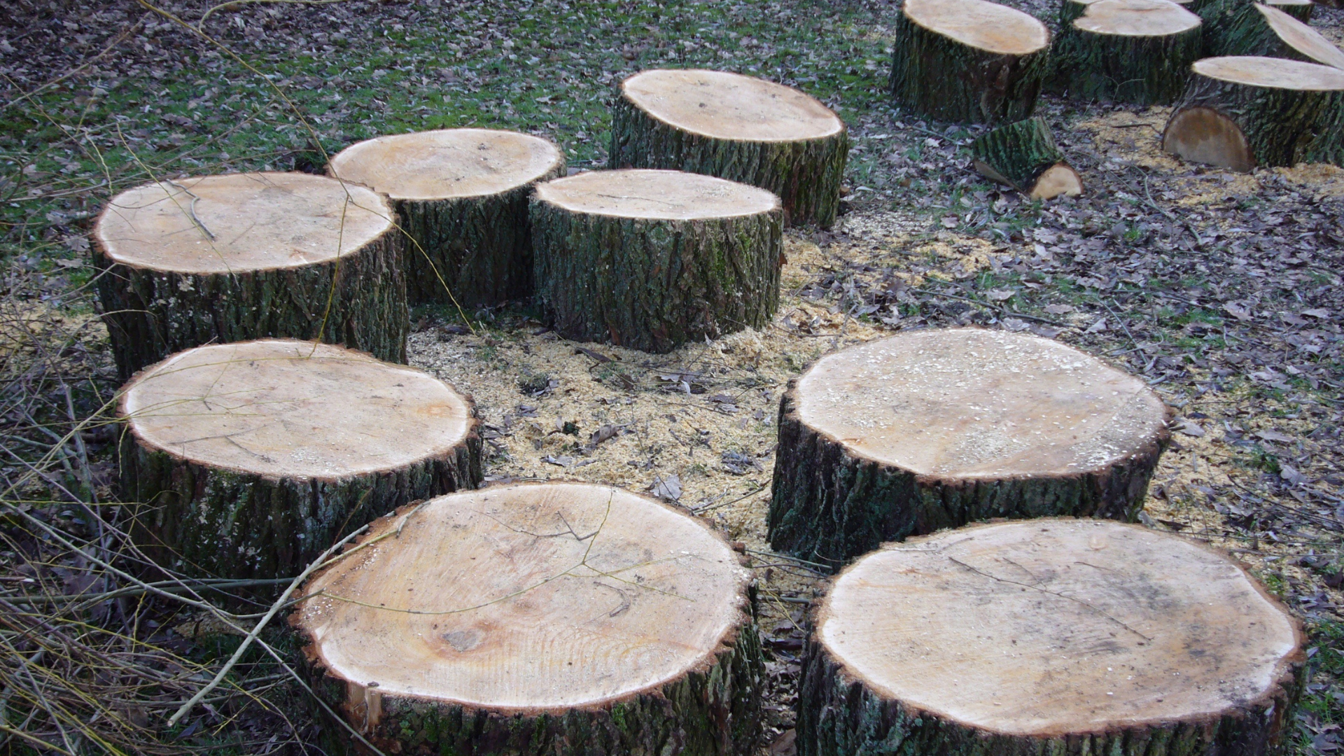 Quick and Efficient Ways to Remove Tree Stumps